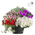 Afbeelding van TP26 Mixpot Mix 6